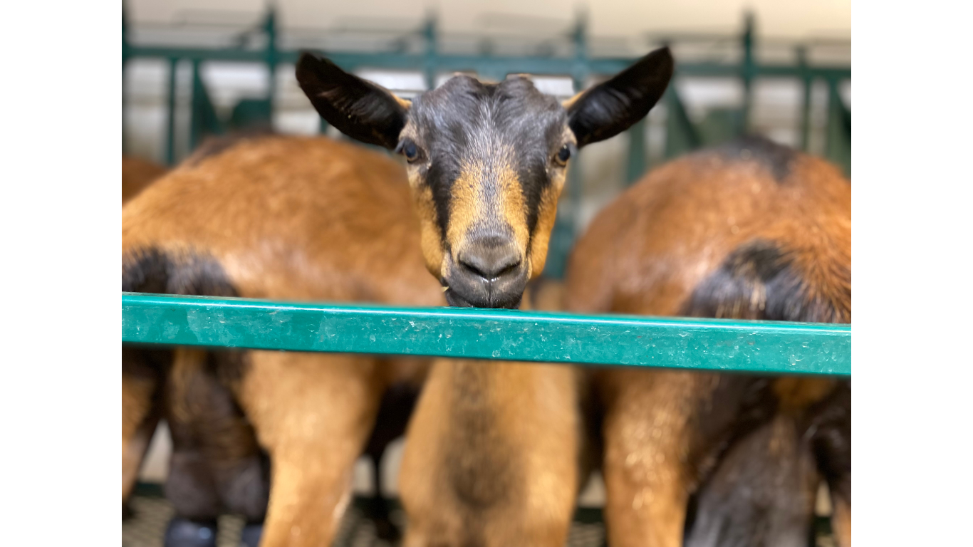SoaPriel Oberhasli Dairy Oberhasli Dairy Goats